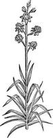 Tuberose vintage illustration. vector