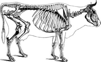 Cow Skeleton, vintage illustration. vector