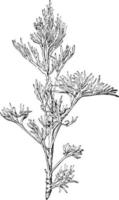 Shrubs of Southernwood vintage illustration. vector