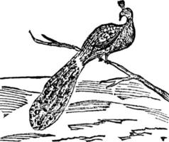 Peacock, vintage illustration. vector
