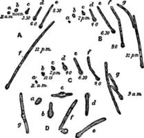 sporegerm o bacillus ramosus, ilustración vintage. vector