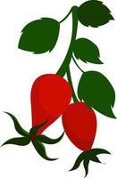 Rose hip, illustration, vector on white background.