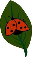 Ladybug on a leaf, illustration, vector on white background.