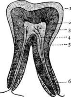 Tooth, vintage illustration. vector
