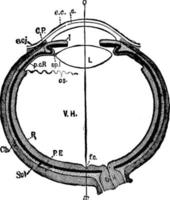 Human Eye, vintage illustration. vector