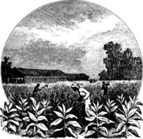 Tobacco field, vintage illustration. vector