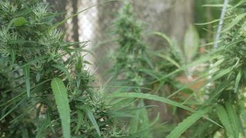 plante de bourgeon de cannabis de chanvre. fleur de marijuana femelle en fleurs video