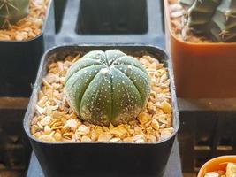 Popular indoor plants elements and succulents rosettes varieties including pin cushion cactus realistic collection photo