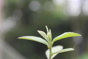 Natural green plants landscape using as a background or wallpaper. photo