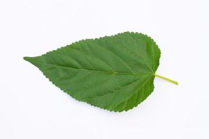 The Mulberry leaf isolate on a white background photo