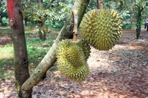 árbol de durian, fruta fresca de durian en el árbol, los durians son el rey de las frutas, frutas tropicales de Asia. foto