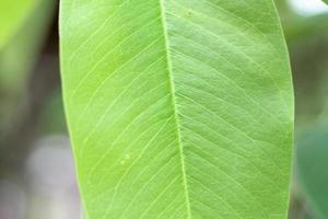 Closeup nature view of green leaf with copy space using as background natural green. photo