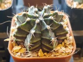 Popular indoor plants elements and succulents rosettes varieties including pin cushion cactus realistic collection photo