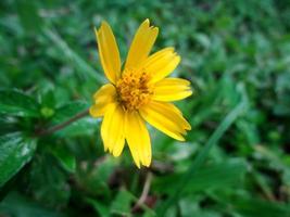 Yellow flower blooming,Singapore dailsy,flower use as Background. photo