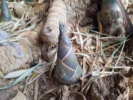 el brote de bambú o brote de bambú que crece en el bosque. foto