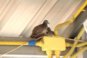 The mother bird and the baby bird nest on the PVC pipe. Yellow PVC pipe, put electrical wires inside. photo