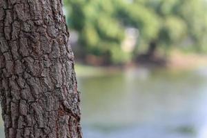 Tree texture close up at the park photo