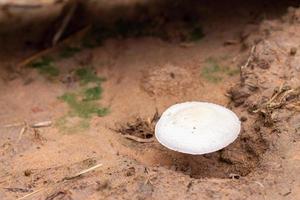 hongos blancos que se producen durante la temporada de lluvias. foto