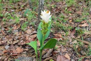 las flores blancas de tulipán de siam se llaman flor de krachai, el campo de flores de curcuma sessilis está floreciendo en la temporada de lluvias en el hermoso paisaje de la montaña. foto