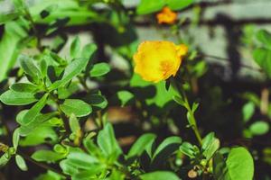 Flower Portulaca oleracea Blossoming in the morning sun in the summer of Thailand photo