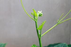 The green shoots of the pumpkin tree are taken close from the side. photo