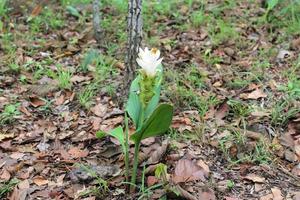 White Siam tulip flowers is called Krachai flower , Curcuma sessilis flowers field are blooming in rainy season on the mountain beautiful landscape. photo