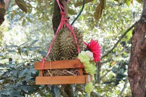 Durian tree, Fresh durian fruit on tree, Durians are the king of fruits, Tropical of asian fruit. photo