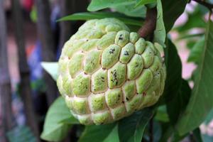 fresh raw custard apple on tree photo