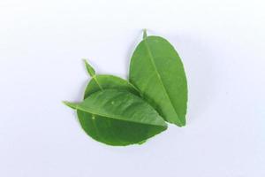 Lemon leaves isolated on white photo