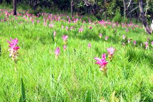 las flores de tulipán rosa de siam se llaman flor de krachai, el campo de flores de curcuma sessilis está floreciendo en la temporada de lluvias en el hermoso paisaje de la montaña. foto