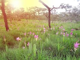 las flores de tulipán rosa de siam se llaman flor de krachai, el campo de flores de curcuma sessilis está floreciendo en la temporada de lluvias en el hermoso paisaje de la montaña. foto