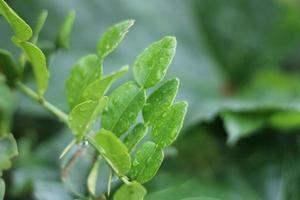 Dew drops on green leafs in the morning. photo