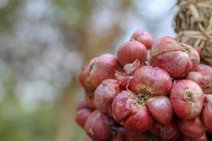 chalotes todavía sobre fondo de madera foto