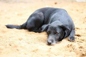 Black dog sleeping on the yellow sand. photo