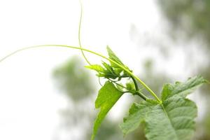 Natural green plants landscape using as a background or wallpaper. photo