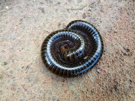 A giant millipede lying on the ground coiled into a helix. photo