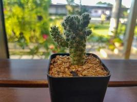 elementos populares de plantas de interior y variedades de rosetas suculentas, incluida la colección realista de cactus de alfiletero foto