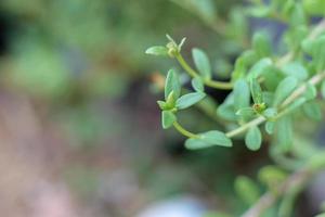 Portulaca oleracea common purslane, also known as verdolaga, pigweed, little hogweed, red root, pursley, and moss rose photo