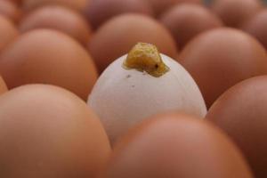 una cáscara de huevo rota en una caja de huevos, huevo para incubar. foto