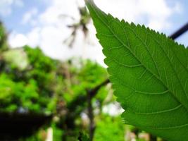 vista de la naturaleza de primer plano de la hoja verde sobre fondo verde borroso en el jardín con espacio de copia utilizando como fondo el paisaje de plantas verdes naturales, ecología, concepto de papel tapiz fresco foto