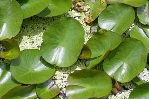 Green duckweed on water and lily leaf