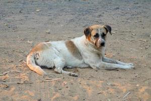 Thai local dog,The dog is looking for a local owner is long gone with eyes sad. photo