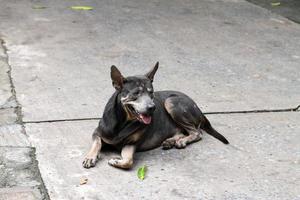 A fat black dog lay on a concrete road sticking his tongue on a hot day. photo