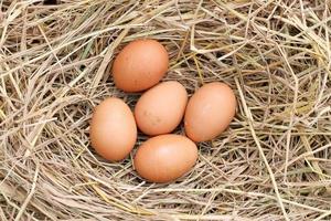 many brown eggs on rice straw.The benefits of egg are rich in vitamins and minerals of various types, such as B vitamins, vitamin C, vitamin D, vitamin E, vitamin K. photo