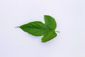 Mulberry leaf isolate on white background photo