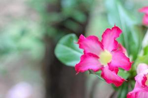 la azalea rosa está floreciendo en el jardín. utilizado como una imagen de fondo brillante foto