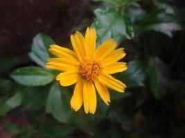 Yellow flower blooming,Singapore dailsy,flower use as Background. photo