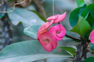 Christ Thorn flower or  Euphorbia milli or crown of thorns red flower on natural green background - pink of Euphorbia milli Desmoul blossoming in the garden photo