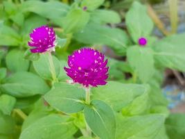 Purple amaranth In the public garden is blooming photo