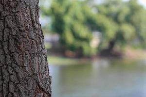 tree trunk with miscellaneous behind it photo